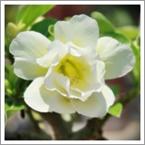 ไม้ดอก ชวนชม สายพันธุ์ฮอลแลนด์ - ทองประเสริฐ
