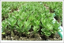 Adenium Arabicum – Yak Saudi 的幼苗 