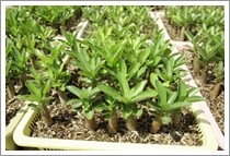 Adenium Obesum Seedlings