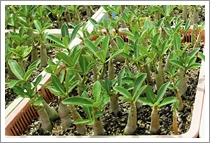 Adenium Somalense Seedlings