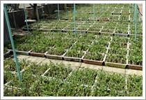 Adenium Somalense Seedlings
