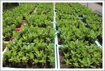 Adenium Arabicum Ra-Chi-Nee-Pan-Dok Seedlings