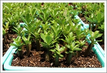 Adenium Arabicum Ra-Chi-Nee-Pan-Dok Seedlings