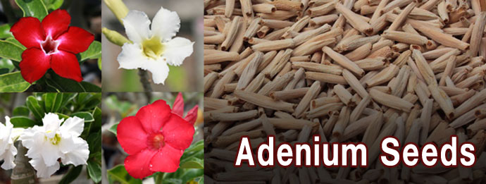 Go to adenium color seed catalog.