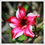 ไม้ดอกไม้ประดับ adenium ชวนชม ดอกไม้สี เซโลน่า