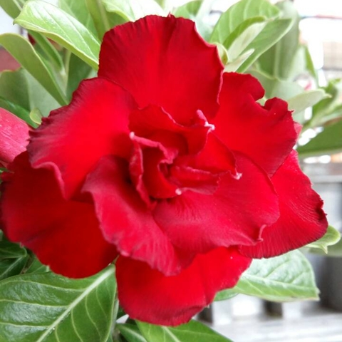 ไม้ดอกไม้ประดับ adenium ชวนชม ดอกไม้สี แดงสุขใจ