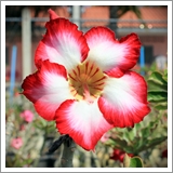 ไม้ดอกไม้ประดับ adenium ชวนชม ดอกไม้สี โพไซดอน