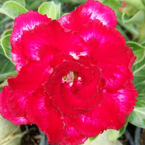 ไม้ดอกไม้ประดับ adenium ชวนชม ดอกไม้สี วิกตอรี่