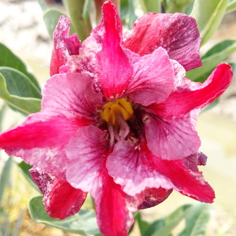 ไม้ดอกไม้ประดับ adenium ชวนชม ดอกไม้สี โชคดี