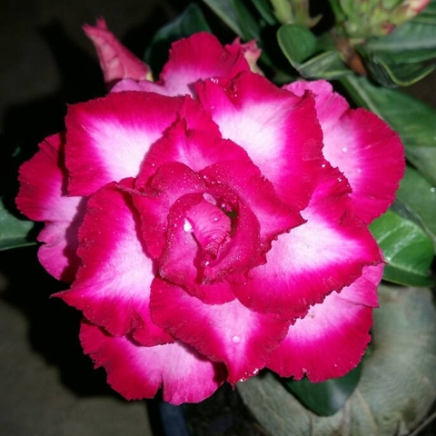 ไม้ดอกไม้ประดับ adenium ชวนชม ดอกไม้สี สมบูรณ์ทรัพย์