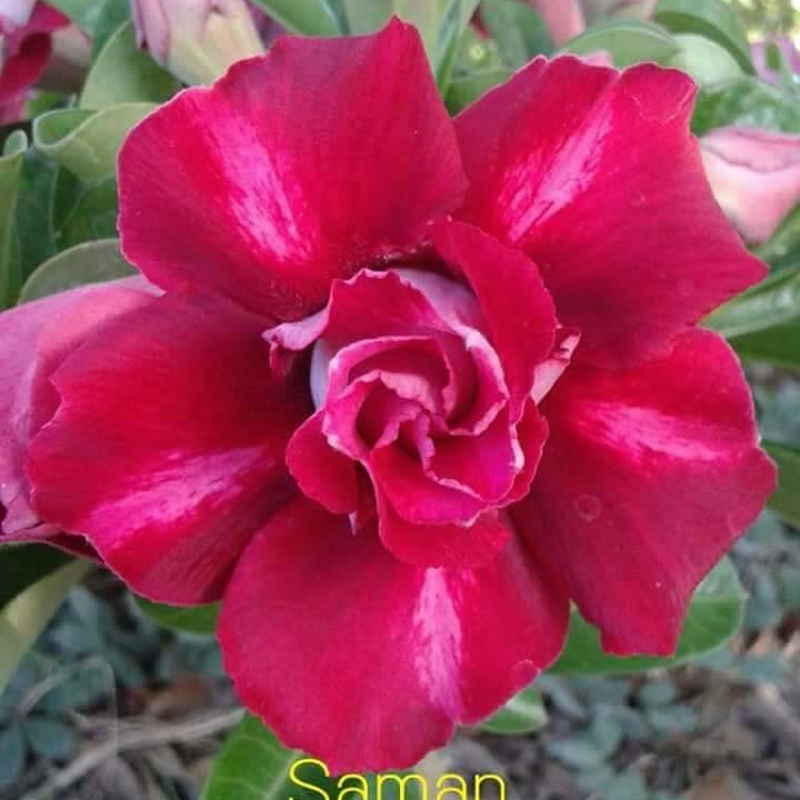 ไม้ดอกไม้ประดับ adenium ชวนชม ดอกไม้สี แดงไบเล่ย์