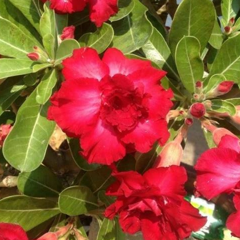 ไม้ดอกไม้ประดับ adenium ชวนชม ดอกไม้สี แดงสมใจ
