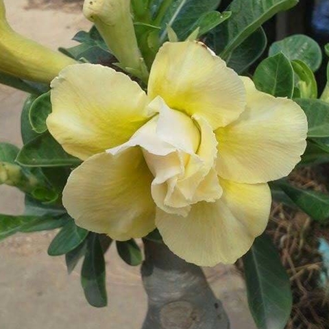 ไม้ดอกไม้ประดับ adenium ชวนชม ดอกไม้สี เหลืองเพิ่มทรัพย์