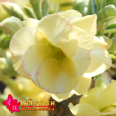 ไม้ดอกไม้ประดับ adenium ชวนชม ดอกไม้สี เหลืองบานบุรี