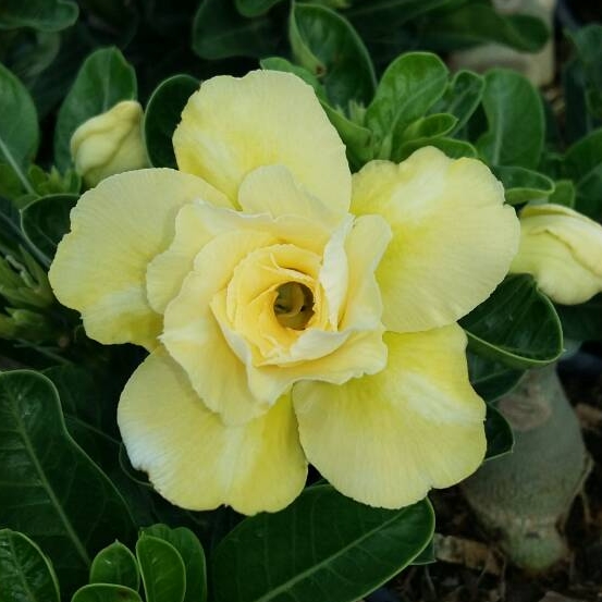 ไม้ดอกไม้ประดับ adenium ชวนชม ดอกไม้สี หิมะทองคำ