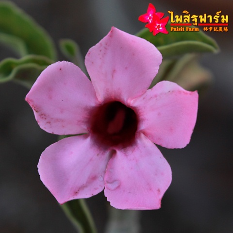 Adenium Chuanchom flower desert rose Muang Mongkon