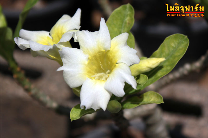 ไม้ดอกไม้ประดับ adenium ชวนชม ดอกไม้สี ขาวป๊อปคอร์น