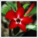 ไม้ดอกไม้ประดับ  ชวนชม  ไพสิฐสตาร์(Psisit Star) 