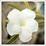 ไม้ดอก ชวนชม สายพันธุ์ฮอลแลนด์ - ขาวหิมะ